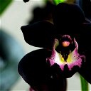 Чёрная Орхидея