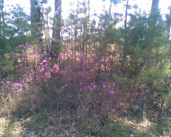 Степан Эннс