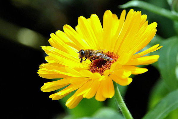 Галина Ксенофонтова