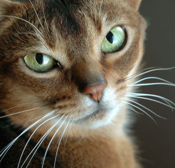 Лариса Королева