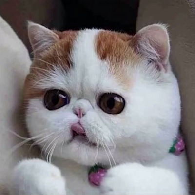 Александр Пушкаш