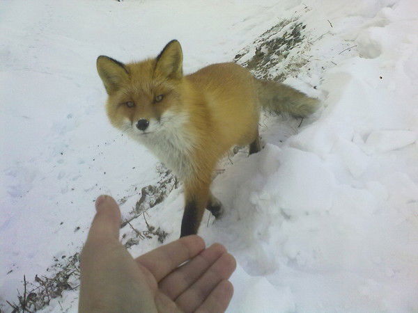 Алексей Бояркин