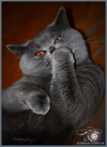 Никита Селезнёв