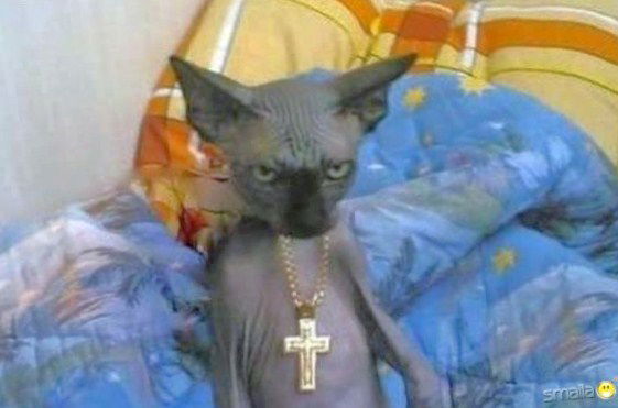 Илья Робинович