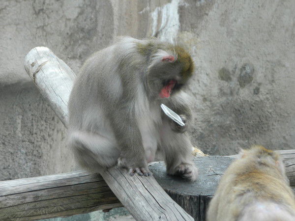 Ольга Якушкина