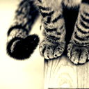 *alina* Ch*