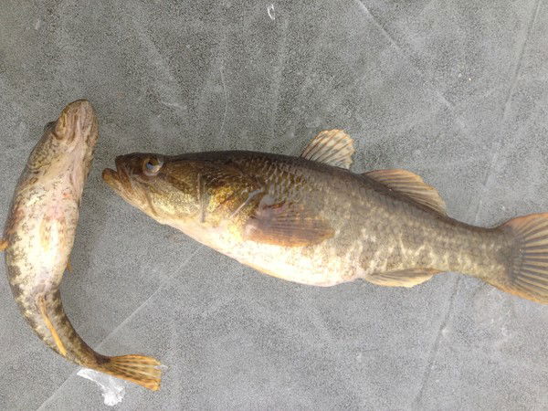 Николай Плахин