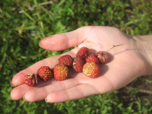 Дмитрий Гаврилов