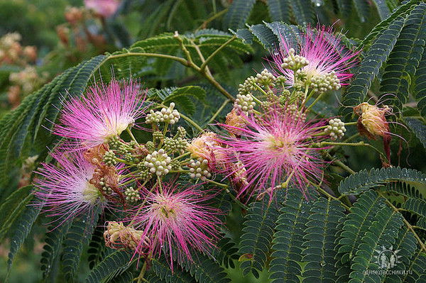 Наталья Мащакевич