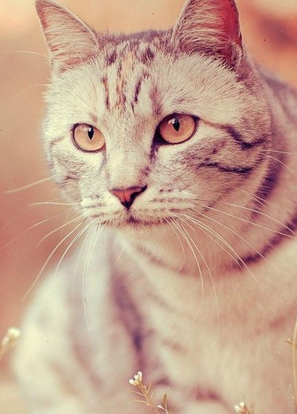 Дмитриева Наталья