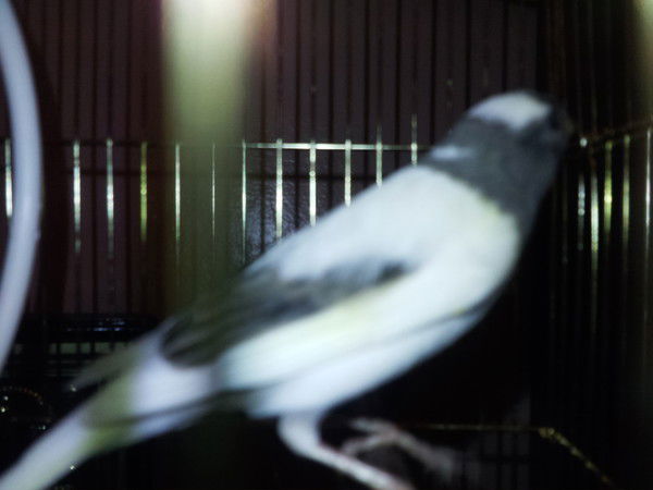 Юрий Ашенбреннер