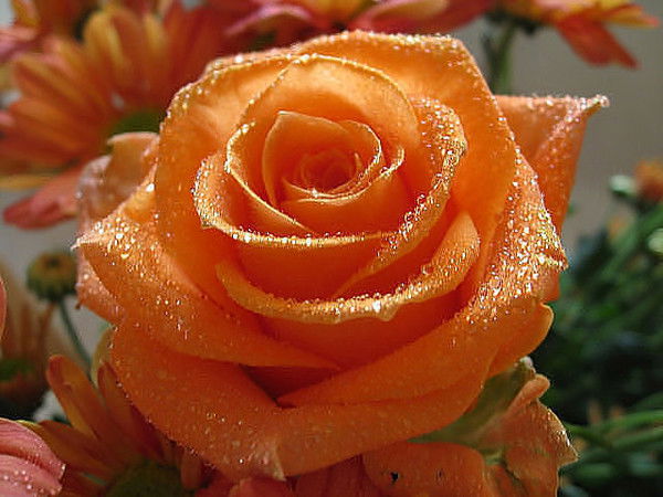 Маргарита Шевердак