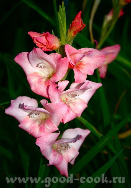 Роза Досжанова