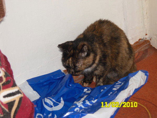 Света Карпова