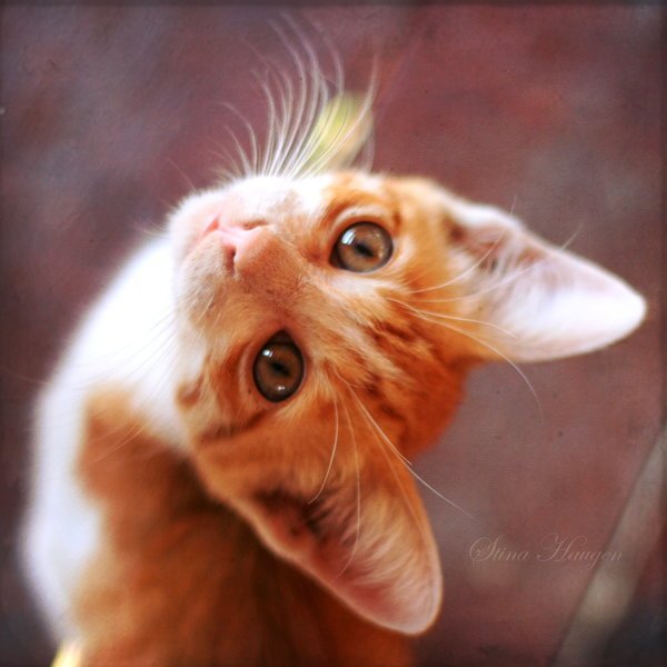 Огнегривка Twiligh