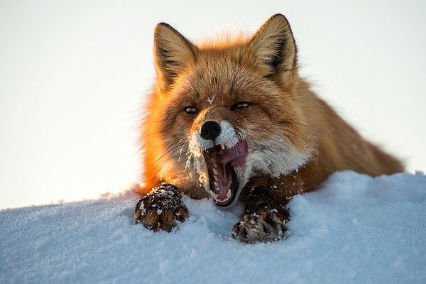 Элечка Элли