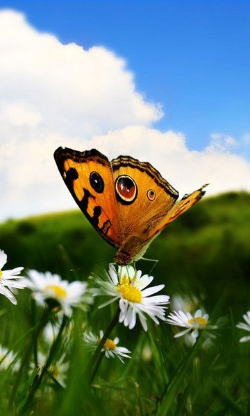 Екатерина Репина