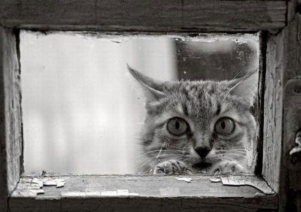 Дмитрий Ососков