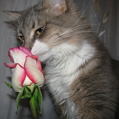 Карина Афонина