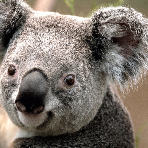 Настя Рябых