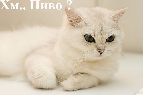 Санек Глумов