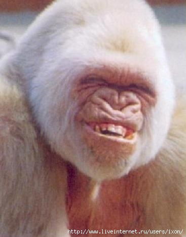 Александр Яковчик