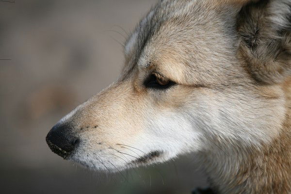 Сергей Русяев