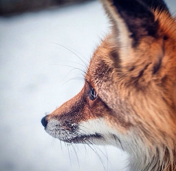 Диляра Хазеева