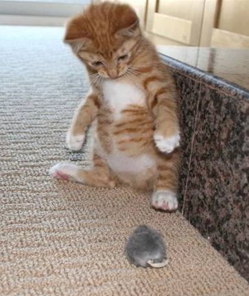 Афанасьев Владимир