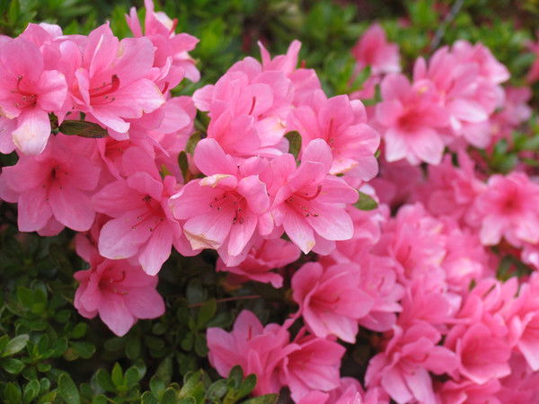 Натали Счастливцева