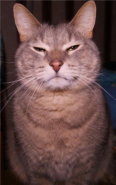 Александр Аверин