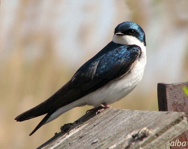 Светлана Ффф