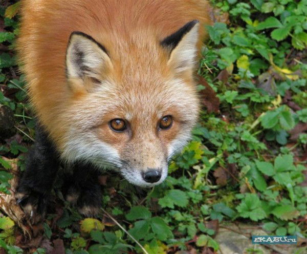 Ирина_ Лиса