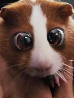 Ольга Купцова