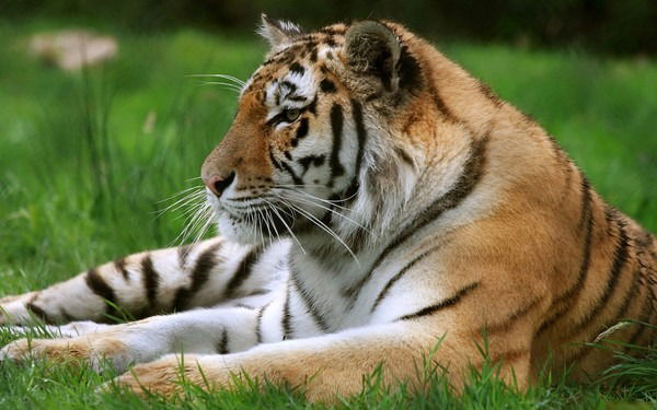 Виктор Соколов