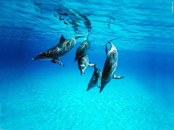 Кымбат Буркитова