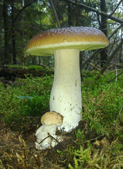 Алексей Обухов