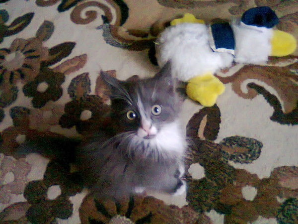 Цветок Счастья