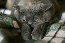 Ольга Кизенко