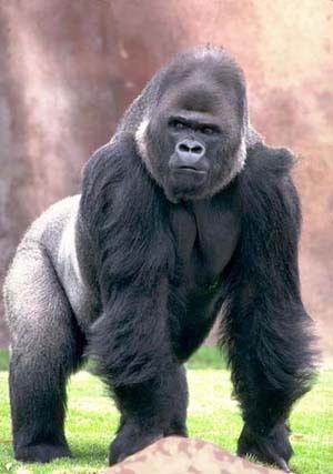 Максим Лысковец