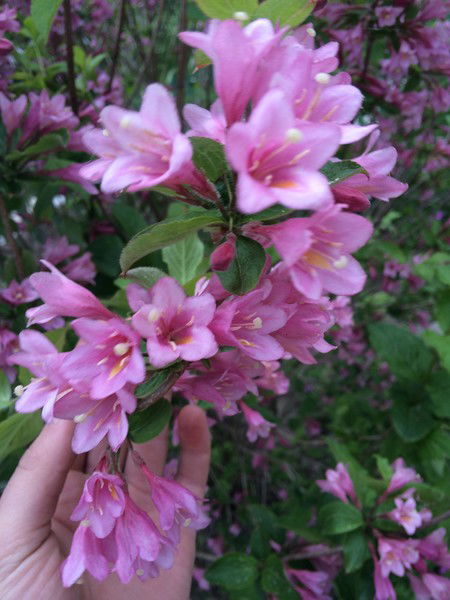 Ирина Эвердин