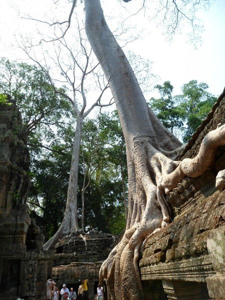 Елена Сутормина