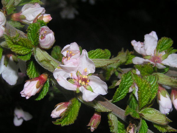 Семенюк Максим