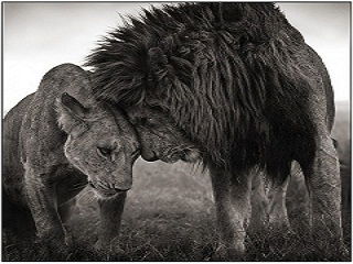 Опенько Денис