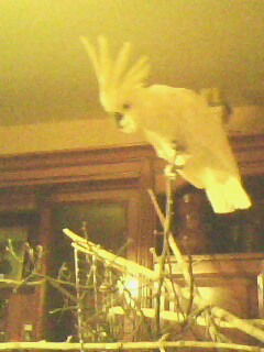 Лора Какаду