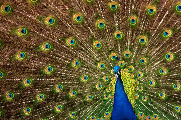 Елена Баталова