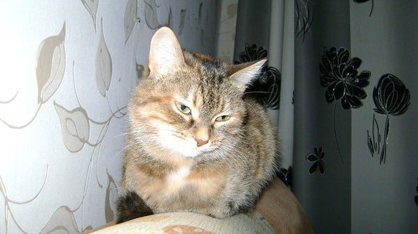 Кекс Татарский