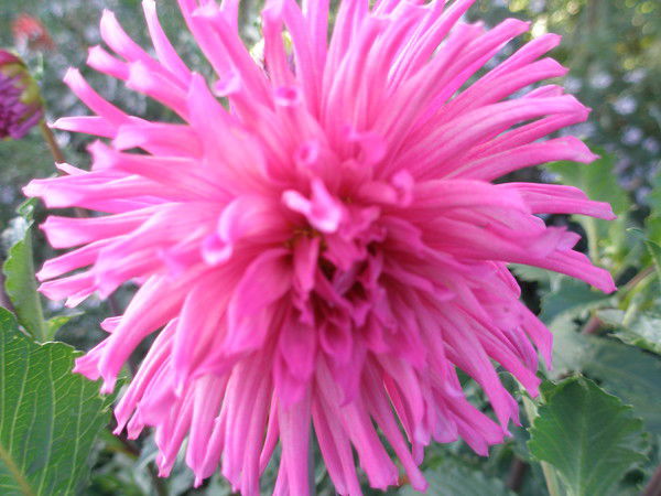 Ирина Иванова