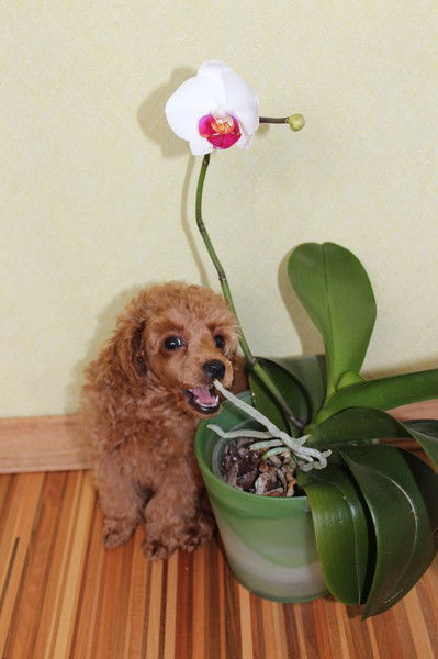 Анна Филонова