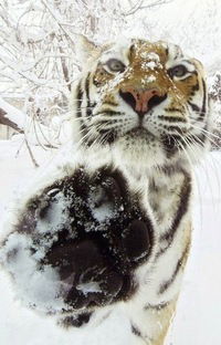 Дмитрий Большаков